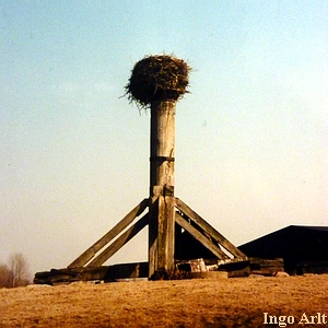 Bockwindmühle Eldena - Bock mit Storchennest 1996