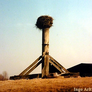 Bockwindmhle Eldena - Bock mit Storchennest 1996