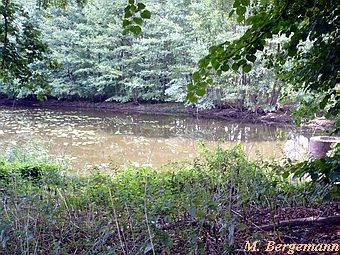 Wassermhle Schwanheide - verlandeter Mhlenteich